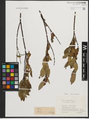 Foto von Salix phylicifolia L.